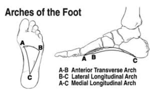 3 arches of the foot